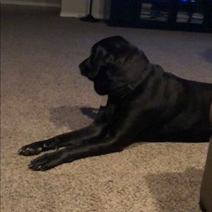 Meet your Posher, James